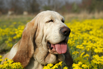 Basset hound dog on the meadow  - 261218015