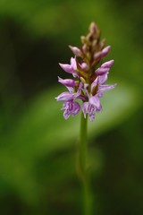 Obraz premium Orchid sp. - Dactylorhiza sp. grow in forest with natural background, wallpaper natural closeup macro, postcard beauty and agriculture idea concept floral design,Norway