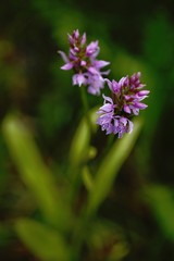 Obraz premium Orchid sp. - Dactylorhiza sp. grow in forest with natural background, wallpaper natural closeup macro, postcard beauty and agriculture idea concept floral design,Norway