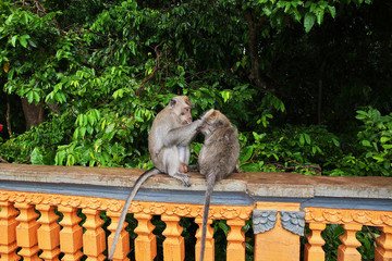 Monkey, Bali, Indonesia