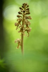 Neottia nidus-avis, Bird's-nest Orchidorchid grow in forest with natural background, wallpaper natural closeup macro, postcard beauty and agriculture idea concept floral design, Czech Republic