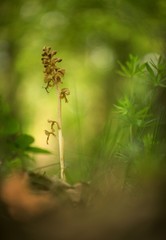 Neottia nidus-avis, Bird's-nest Orchidorchid grow in forest with natural background, wallpaper natural closeup macro, postcard beauty and agriculture idea concept floral design, Czech Republic