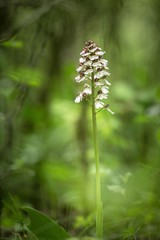Beautiful (Orchis purpurea) Lady Orchidd grow in forest with natural background, wallpaper natural closeup macro, postcard beauty and agriculture idea concept floral design,Czech Republic