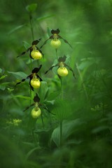 Beautiful Lady's slipper orchid flower grow in forest with natural background, wallpaper natural closeup macro, postcard beauty and agriculture idea concept floral design,Germany