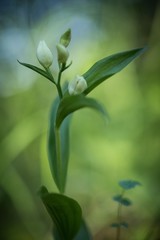 Cephalanthera damasonium, White Helleborine orchid grow in forest with natural background, wallpaper natural closeup macro, postcard beauty and agriculture idea concept floral design, Czech Republic