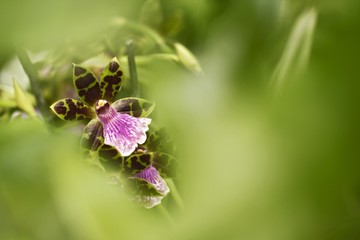 Beautiful orchid flower grow in tropical garden with natural background, wallpaper natural closeup macro, postcard beauty and agriculture idea concept floral design, beautiful flower bloom
