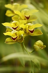 Beautiful orchid flower grow in tropical garden with natural background, wallpaper natural closeup macro, postcard beauty and agriculture idea concept floral design, beautiful flower bloom