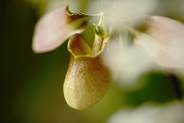 Beautiful orchid flower grow in tropical garden with natural background, wallpaper natural closeup macro, postcard beauty and agriculture idea concept floral design, beautiful flower bloom