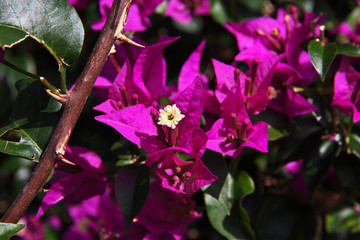 Besakih Temple, Bali, Indonesia