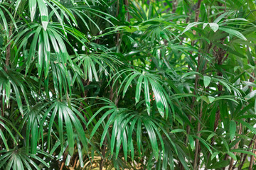 decorative green space of plants, spring tropical natural living background of leaves