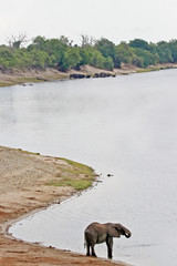 Fototapeta premium Elephants on Chobe.