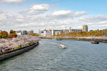 Fototapeta na wymiar Full blooming of cherry blossoms along Okawa river in Osaka, Japan