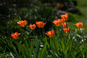 Tulipes oranges
