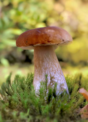 cep mushroom growing in the moss in forest