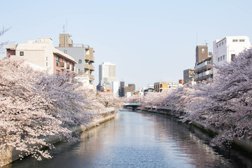 小名木川沿いの満開の桜