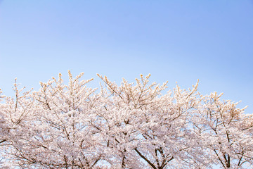 満開の桜と青く澄んだ空