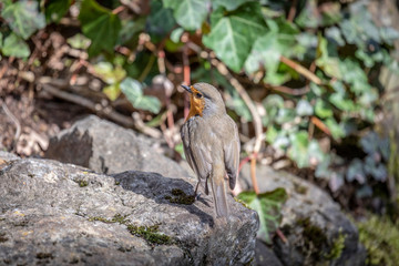 Vogel beobachtet vorsichtig die Umgebung