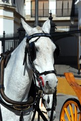Obraz premium White horse with bridle at the front of a carriage, Seville, Spain.