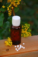 mohonia   Homöopathie