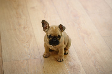 Small french bulldog on the floor