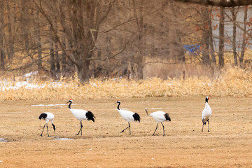 Naklejka premium Japanese Crane Group