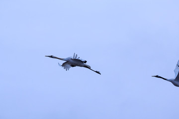 Flying Japanese Crane in the Sky