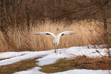 Adolescent Japanese Crane