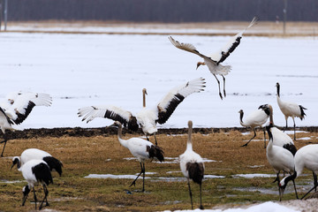 Japanese Crane in Flock