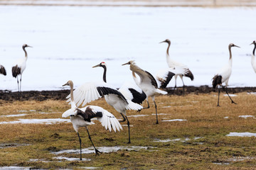 Japanese Crane in Group