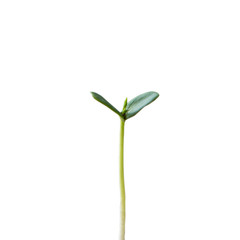 Little green plant on white background.