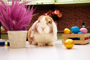 Obraz premium easter bunny and colorful eggs on purple flowers background provence. Copy space for text