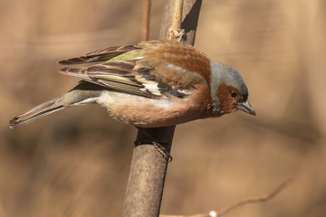 Common finch, bright bird sits on a thin branch and looks at the photographer. City birds. Blurred background. Close-up. Wild nature. Spring soon.