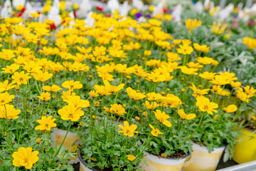 Blumen in einer Gärtnerei, Pflanzenzucht