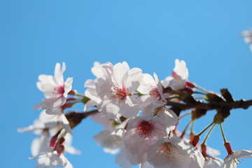 晴れた日の桜の花