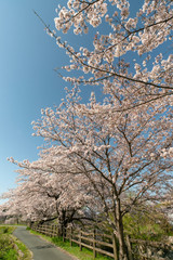 Obraz na płótnie Canvas 青空バックに桜咲く明日香路の春