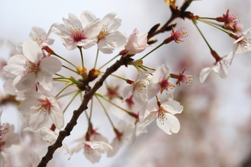 晴れた日の桜の花