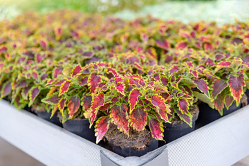 Pflanzen in einer Gärtnerei, Pflanzenzucht, Anbau