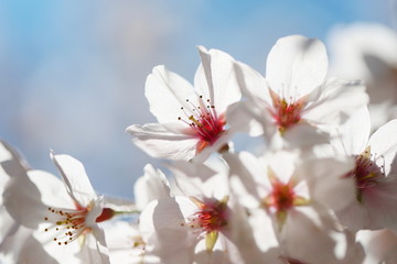 晴れた日の桜の花