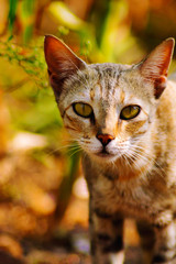 Cat Staring at you, Satara, Maharashtra, India.