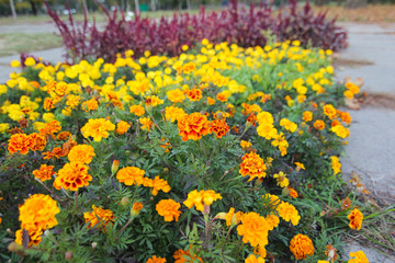 Obraz premium Tagetes patula, the French marigold. Scientific name is Tagetes. Tagetes is a genus of annual or perennial, mostly herbaceous plants in the sunflower family.