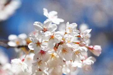 晴れた日の桜の花