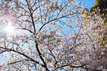 晴れた日の桜の花