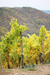 Wine yard in the Rhine river in autumn season