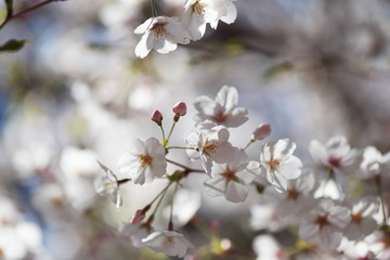 晴れた日の桜の花