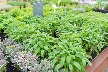Kräuteranbau in einer Gärtnerei, Anbau von Pflanzen