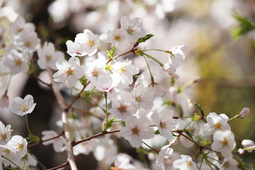晴れた日の桜の花