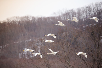Flying Swan at Internation Crane Center Japan