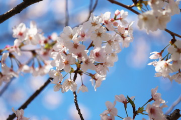 晴れた日の桜の花