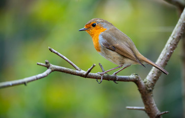 Fototapeta premium Red Robin (Erithacus rubecula) bird close up in a forest