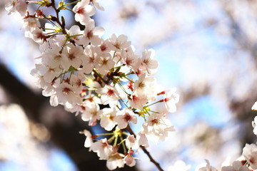 晴れた日の桜の花